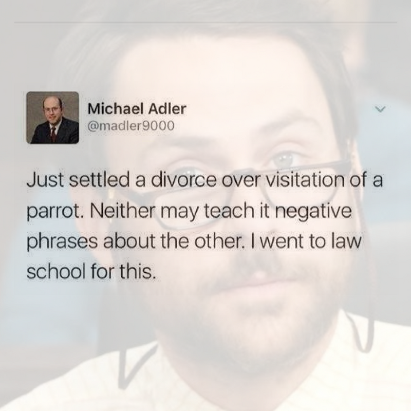 CharlieDayQuote's tweet photo. bird law https://t.co/E33qV1N8bD