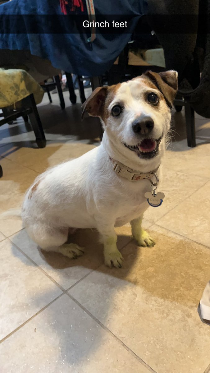 DisneyAggie's tweet photo. @JoshGotBored1 mowed while I was doing dishes and Daisy was having a blast. Daisy now has grinch feet that get to be washed 🤦‍♀️ https://t.co/mq8crvgPSG
