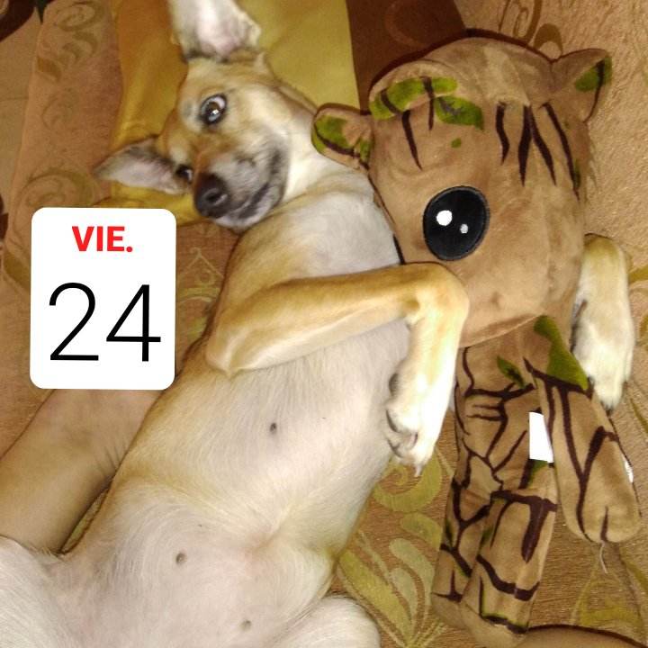 AlertaMePerdi's tweet photo. #PERDIDA #GUAYAQUIL
Nombre: #BIBII
Fecha: 24/03/23
Sector: Sur, La C entre la 38ava. y 39ava..
Sexo: Hembra.
Raza: Mestiza.
Obsv.: Mancha azul en los dos ojos, el pelaje es café clarito, mediana.
Contacto: 0981408342
¡Ayúdala a volver con su familia!
#AlertaMePerdí https://t.co/pZ9tUAzj2R