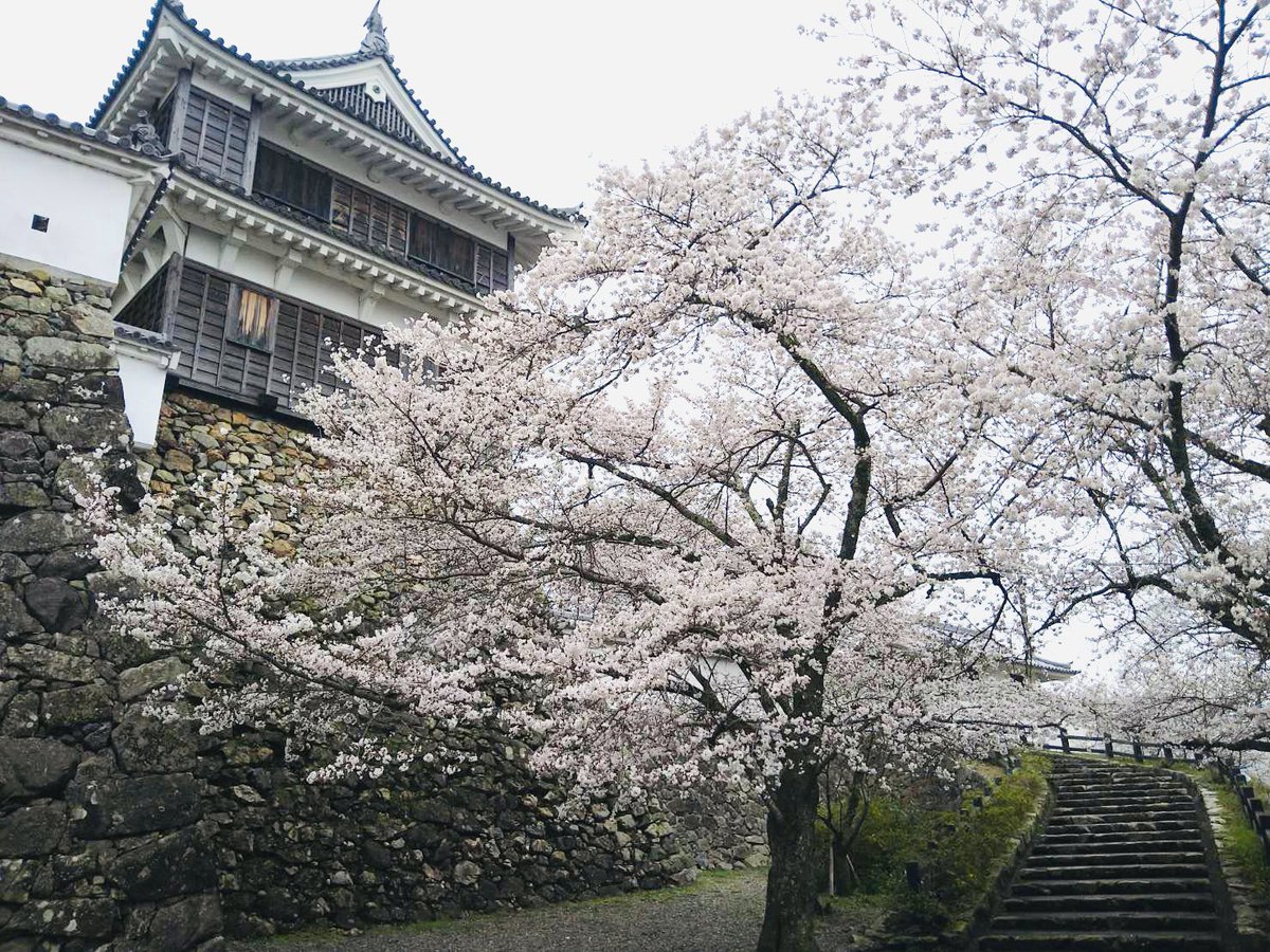 mitsuhidehiroko's tweet photo. 福知山城の桜が6〜7分咲きとなりました🌸

日当たりにより3分咲き

お花見にぜひ訪れてはいかがでしょうか✨ https://t.co/tfoQ8buuBz