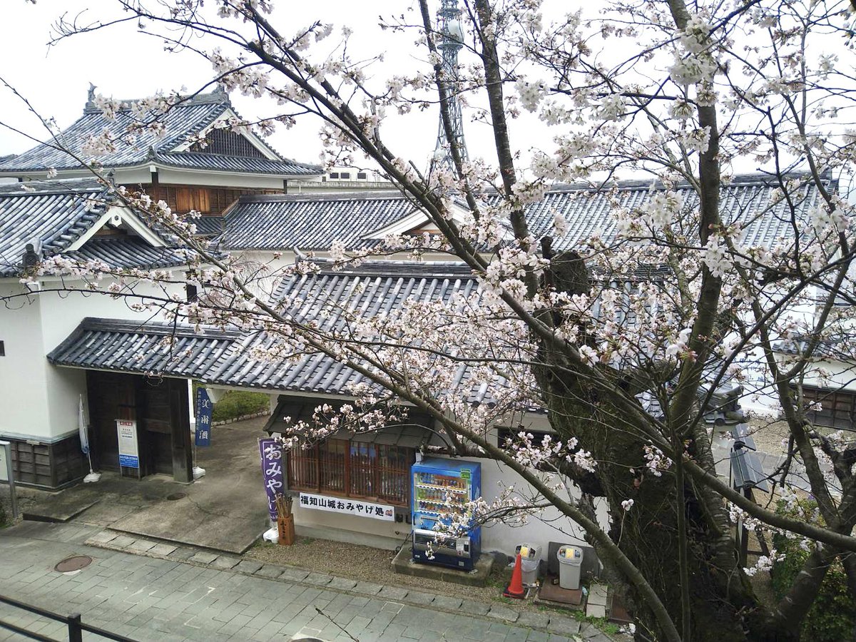 mitsuhidehiroko's tweet photo. 福知山城の桜が6〜7分咲きとなりました🌸

日当たりにより3分咲き

お花見にぜひ訪れてはいかがでしょうか✨ https://t.co/tfoQ8buuBz