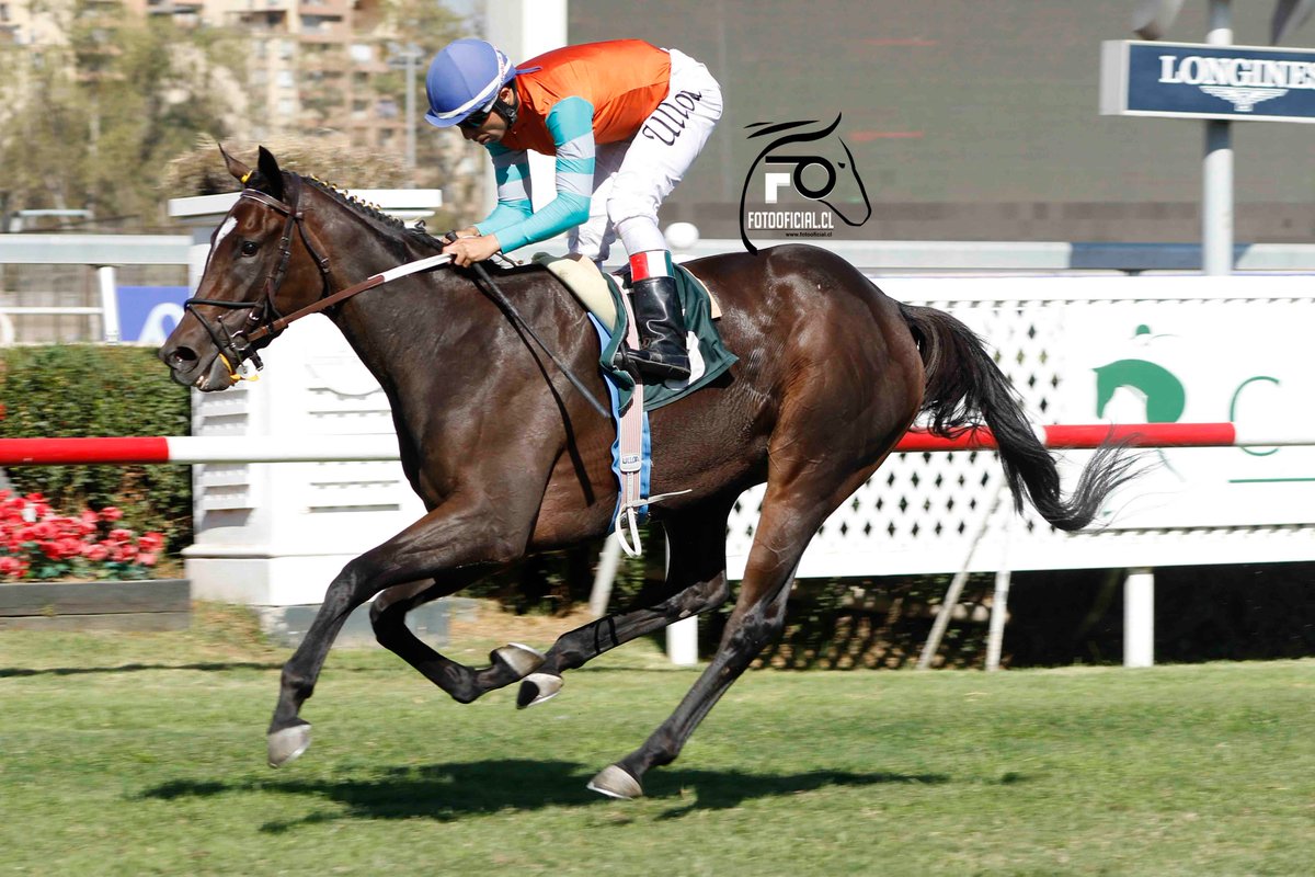 Para Costa del Norte fue un paseo
El clásico Eugenia, conformado sólo por hembras criadas en haras Don Alberto, tuvo en Costa del Norte a su flamante vencedora tras una faena contundente que no dejó lugar a ninguna duda. instagram.com/p/CqL8u7xpSUv/
