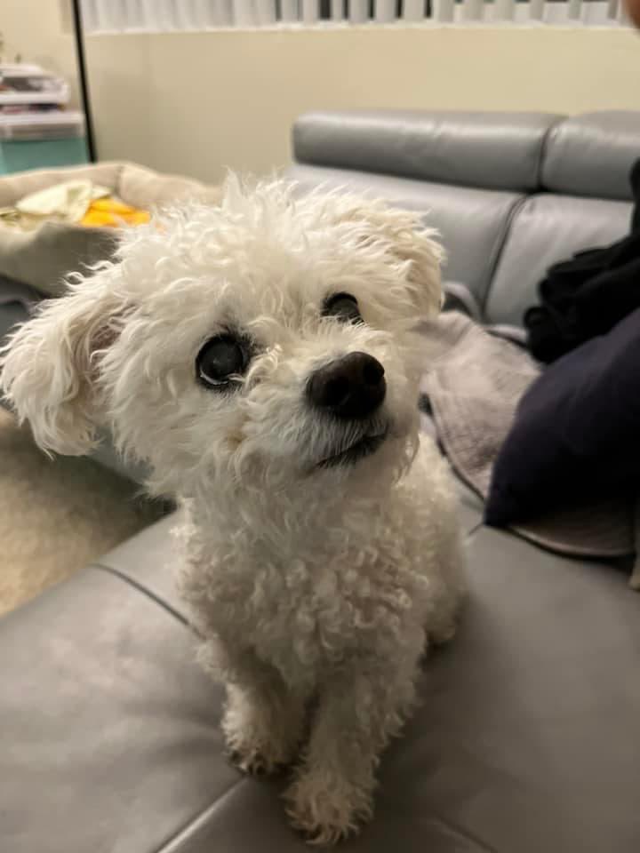 elizabethpark's tweet photo. Paweese clarify your identification strategy  #PetsofAEFP #AEFP2023 🤔 https://t.co/Ce1PWWf9Yf