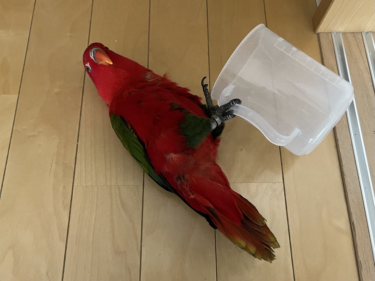 hiyokame1's tweet photo. ミケチャンは平常どおり運転しています
#ショウジョウインコ #ローリー #インコ #喋喋吸蜜鸚鵡 #吸蜜鸚鵡 #鸚鵡 #채터링로리 #로리앵무 #수다쟁이장수앵무 #앵무새 #ChatteringLory #ScarletLory #lory #LoriusGarrulus #オビロインコ #猩々ミケ https://t.co/SMyc4OwC0p