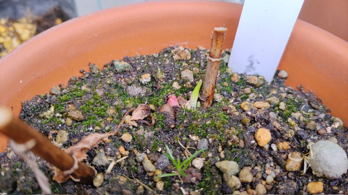 botanical_820's tweet photo. スカシユリが芽を出しました。こらからしばらくは、あちこちの鉢植え達が芽を出しはじめます。#植物 #園芸 #ベランダ #スカシユリ https://t.co/34ICJUleia