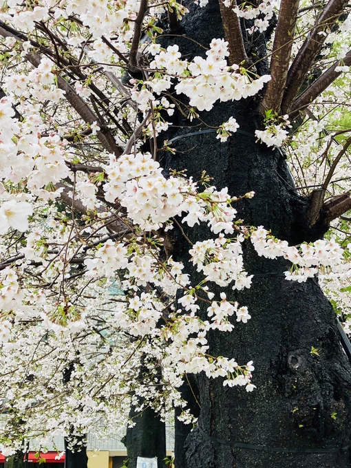 雨だけど花見に来ちゃった 