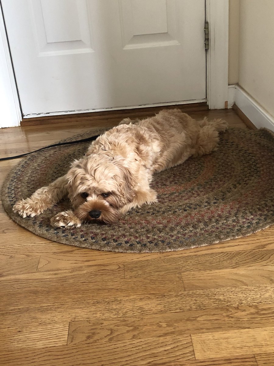 804NatsFan's tweet photo. @JimMcWeeny We named Nathan’s dog Howie. As in Kendrick. https://t.co/OGIomaGdet