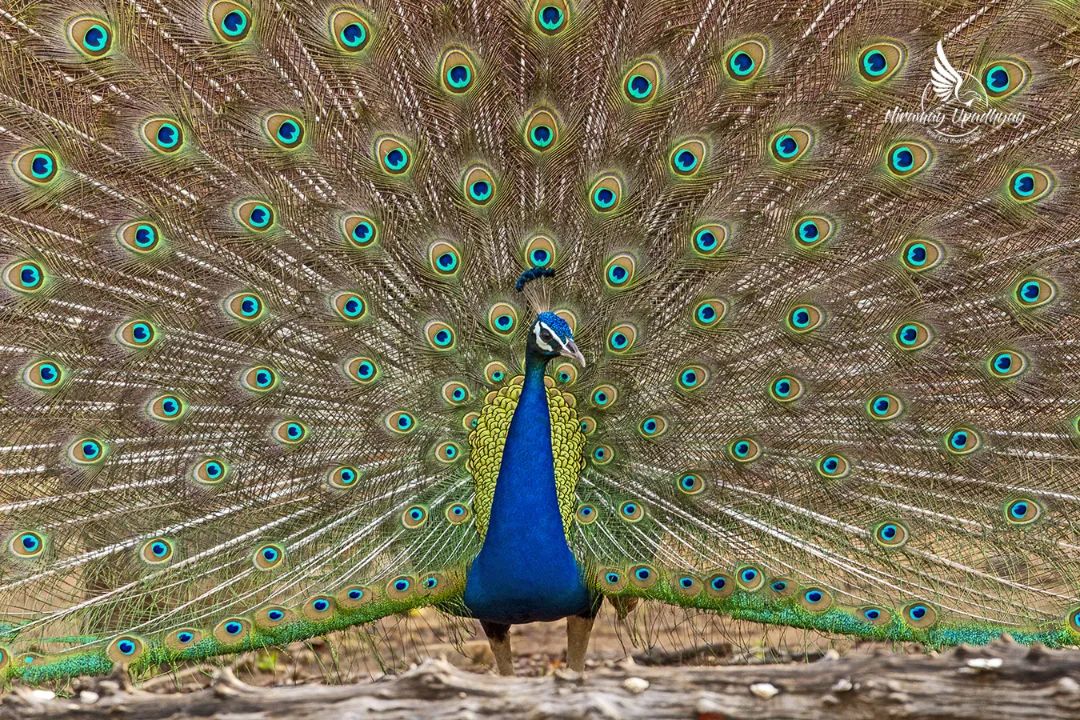 MMVMUdaipur's tweet photo. A stunning capture by our talented student Niramay!
#nationalpeacockday #learningbeyondtheclassroom #learnsmart #mmvm #udaipur #Rajasthan https://t.co/Y8dDaYoDqq