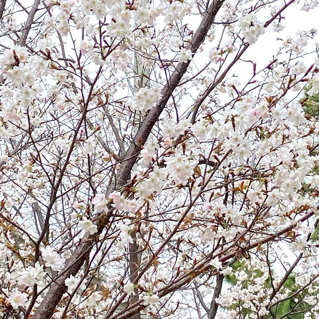 undyed8's tweet photo. 夙川の桜もほぼ満開🌸
『ちいさな蚤の市』、本日も明日の日曜日も開催しております！
桜のお散歩ついでにお立ち寄り下さい♪

#夙川の桜#ちいさな蚤の市#ほぼ満開#undyed plus#アンダイドプラス#夙川#苦楽園#手織りラグ#手作りフェルト#脇阪克二#北欧デザイン https://t.co/T8z4sIy3rb https://t.co/uGudP8JKaH