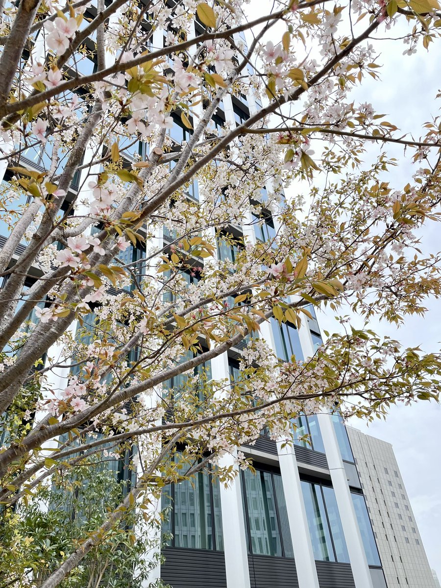 umeda_clinic's tweet photo. ビルの上にも桜が咲きました。
当院へお越しの際は12階の屋上庭園にも是非お立ち寄りください🌸
#兵庫医大梅田　#開花 https://t.co/m5EyNBYBlp