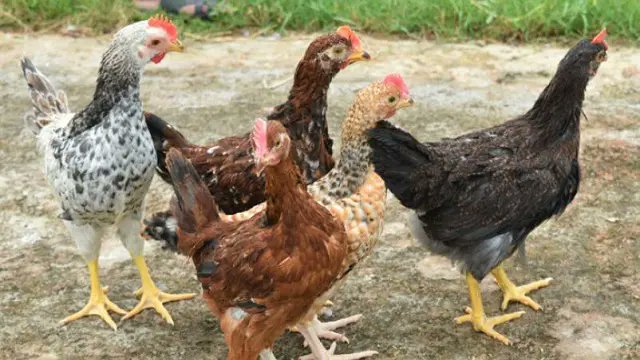 বঙ্গবন্ধু সেতু এলাকায় তোলা হচ্ছিল বালু, গ্রেফতার ৪