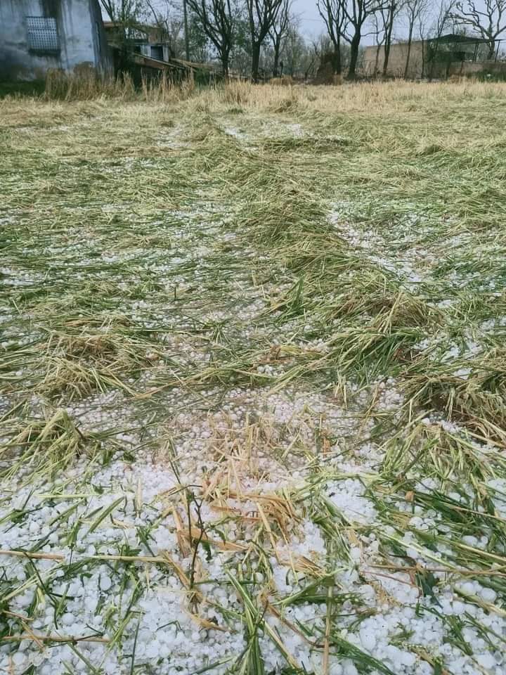 PrabhuJharwal's tweet image. जो नेता किसानों के नाम पर वोट मांग कर  विधानसभा लोकसभा में पहुंचते है 
  कम से कम उन राजनेताओं को किसानों का दर्द समझना चाहिए
 सिर्फ लिखने मात्र से किसानों को फायदा नहीं होगा किसानों को मुआवजा दिलाने के लिए संघर्ष करो
@himmatsinghgur1
@BalwanPoonia_
#किसानों_को_मुआवजा_दो