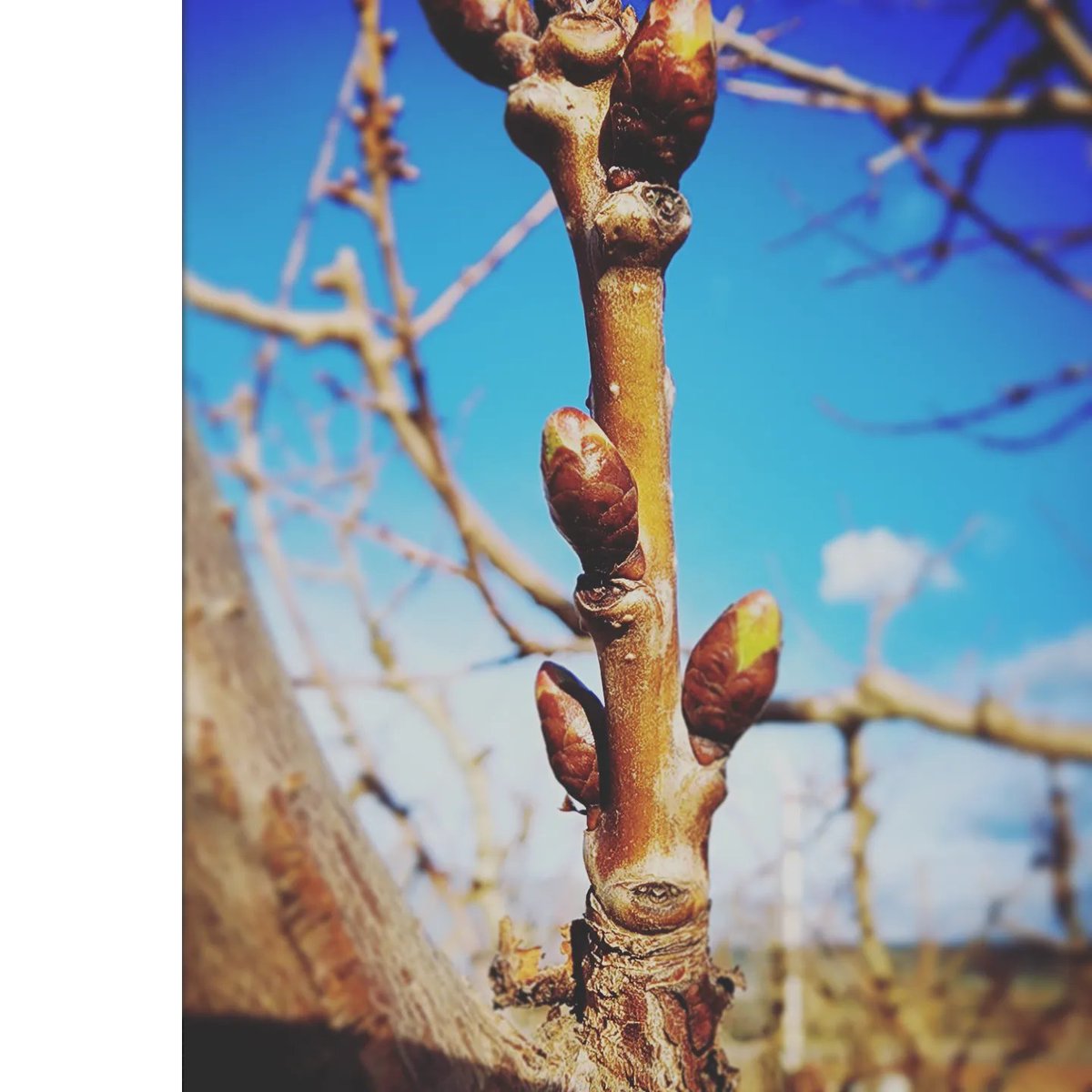 The buds are swellin...ready to pollenize the new crop #cherries #apricots #starrranch #gilbertorchards