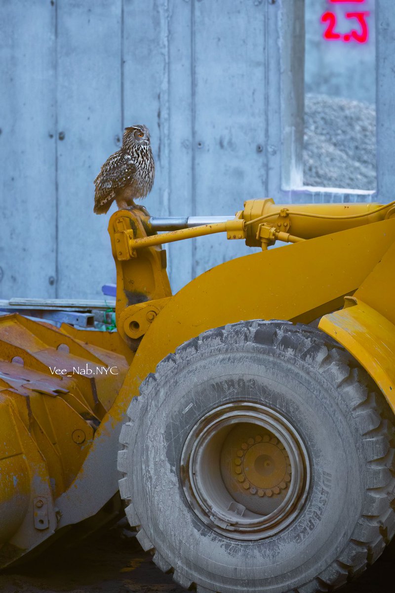 Flaco, the escaped Eurasian Eagle owl this evening trying to figure how the excavator machine works at the Harlem Meer construction site in Central Park. #birdcpp <a href="/BirdCentralPark/">Manhattan Bird Alert</a> #birdphotography #flaco #Owl #BirdsSeenIn2023 #NaturePhotograhpy