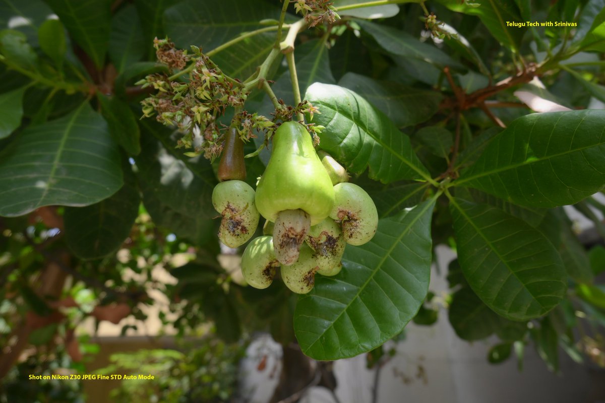 telugutechsrinu's tweet image. Kaaju Fruits at our Home, Shot on Nikon Z30 my favorite Compact Camera for Street Photography 
#Nikon #nikonphotography #nikonz30 @NikonIndia
