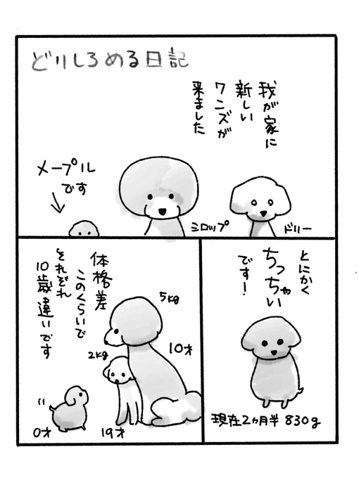 昨日発売されたクローバーmelodie3巻
の書き下ろし漫画
「ドリシロメル日記」チラ見せ😊🐶
メープルをお迎えした時の事を描きました。 