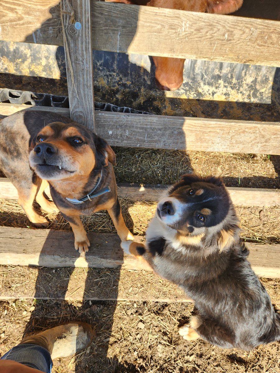 13SLang's tweet photo. @dog_rates https://t.co/8S6scatuR1