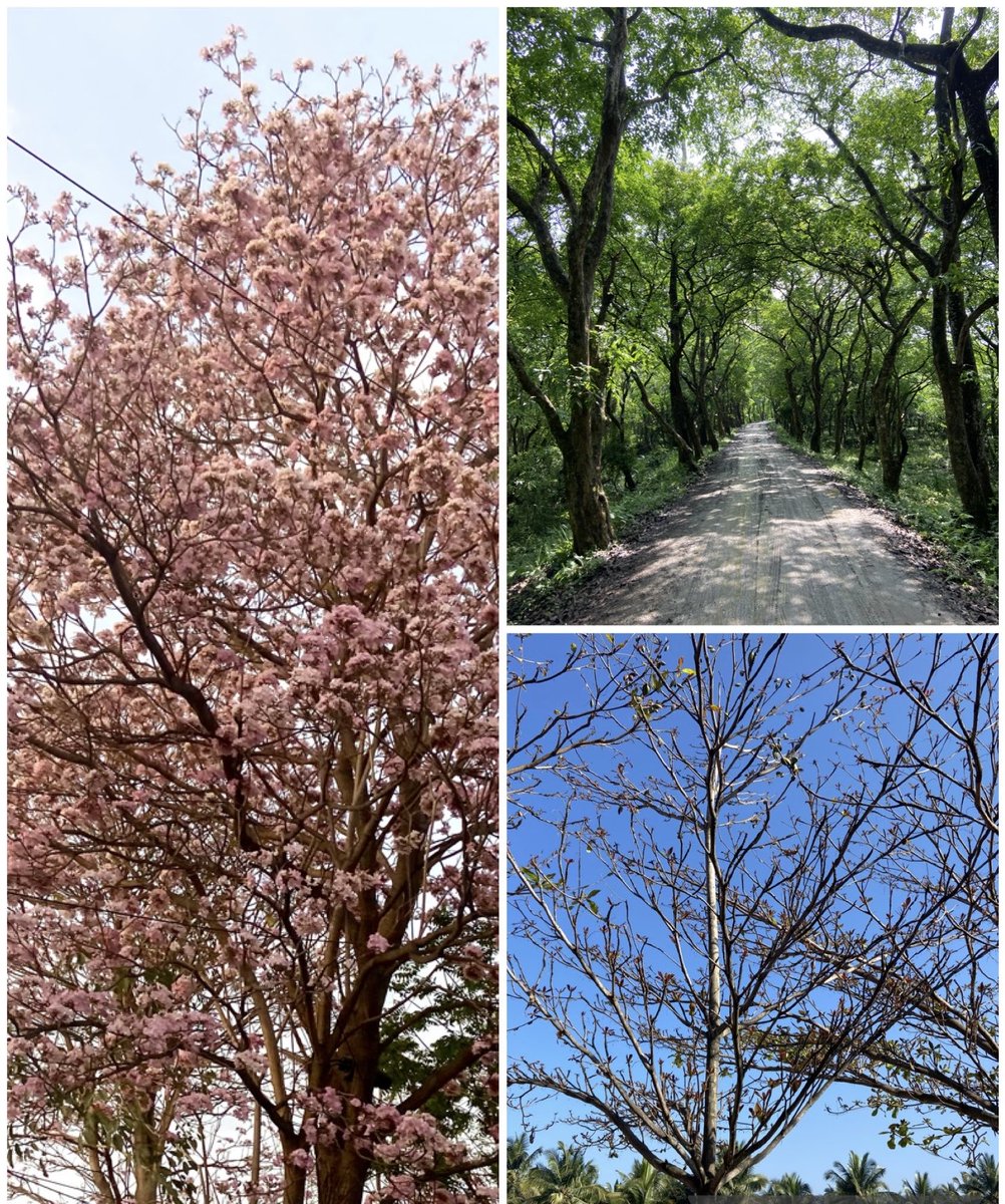 somaghosh14's tweet photo. #Trees teach us how to learn the art of embracing change and how to welcome all seasons of life.
There is something to learn from everything and everyone.
#LessonsfromNature #SeasonsofLife #NaturePhotography #ColoursofChange #NeverGiveUp #KeepLearning https://t.co/l3ck0REjI5