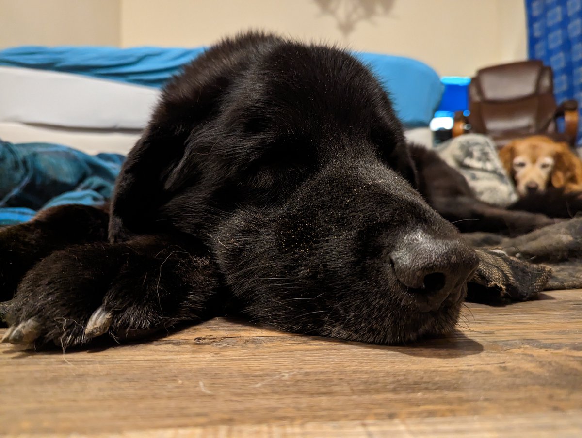 Monday my Buster (black dog) had to cross the Rainbow Bridge. Cancer sucks.