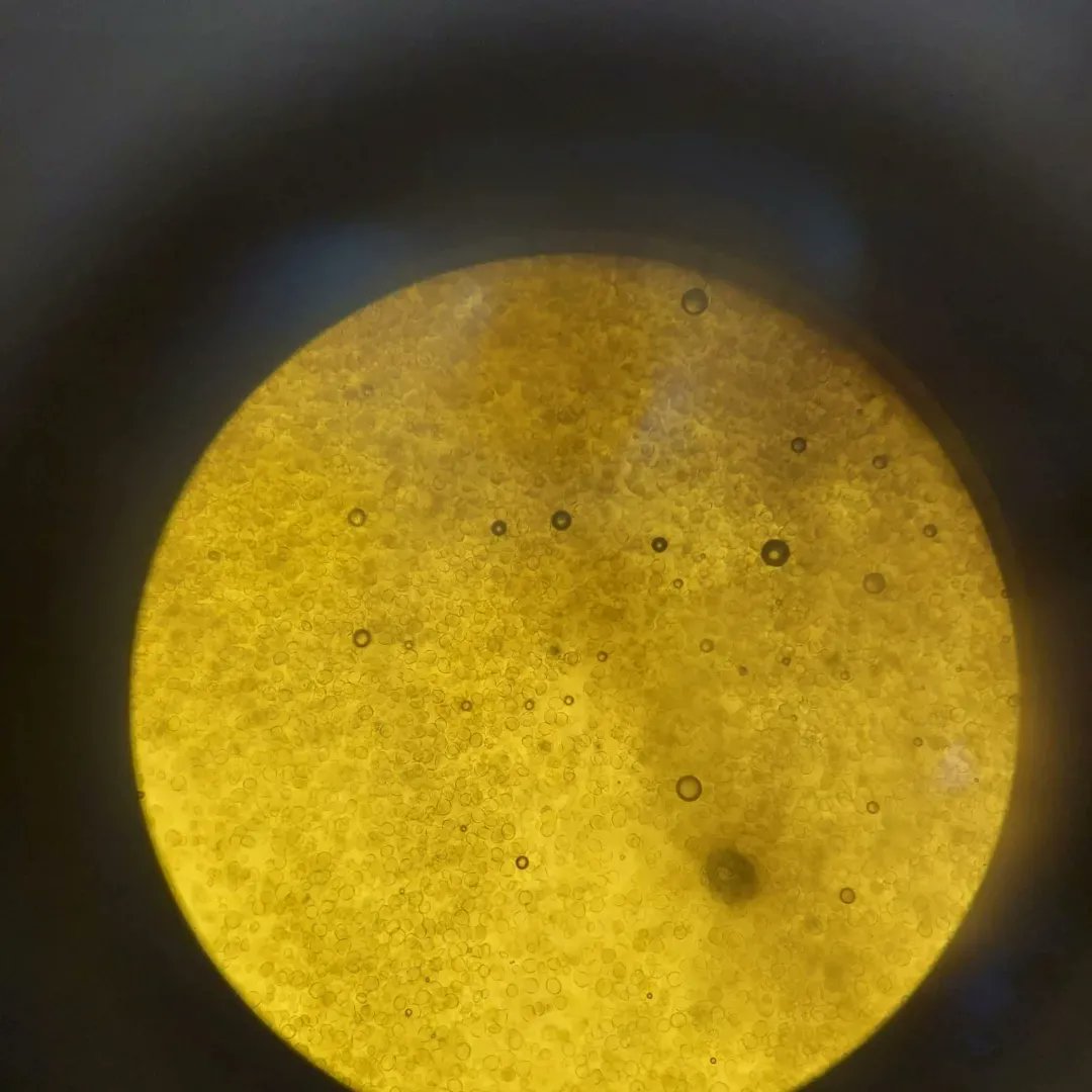 Erasmus en el IES Clara Campoamor Rodríguez tweet media