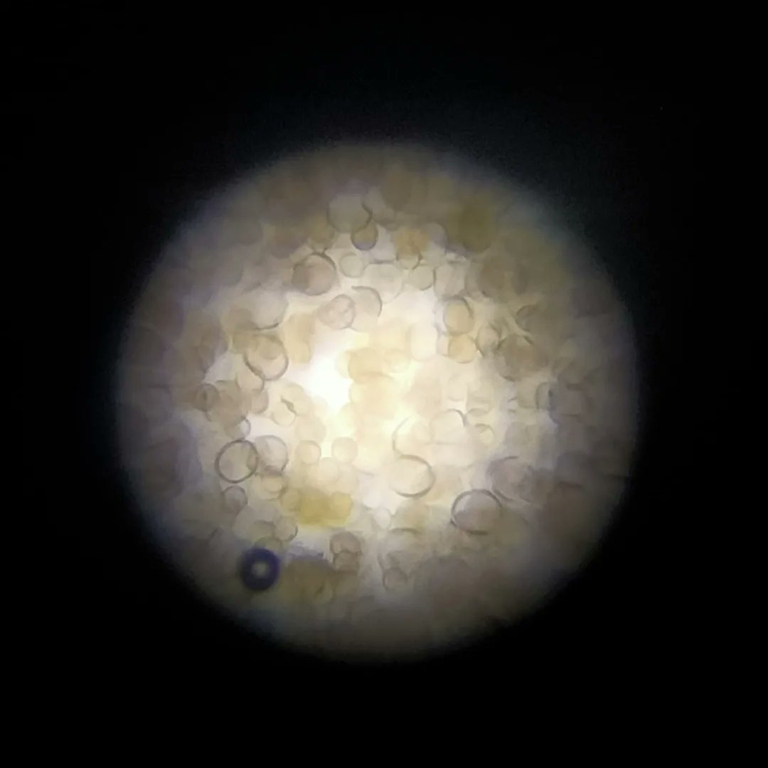 Erasmus en el IES Clara Campoamor Rodríguez tweet media