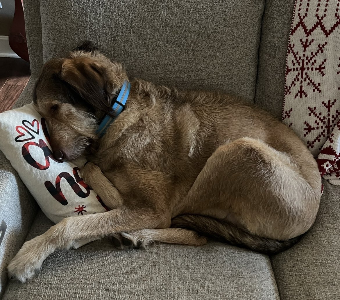 _sara_hannah's tweet photo. Happy Doggie Day, Maximus Barklee! #NationalPuppyDay #TMobilePets https://t.co/xoQ0OTf5z7