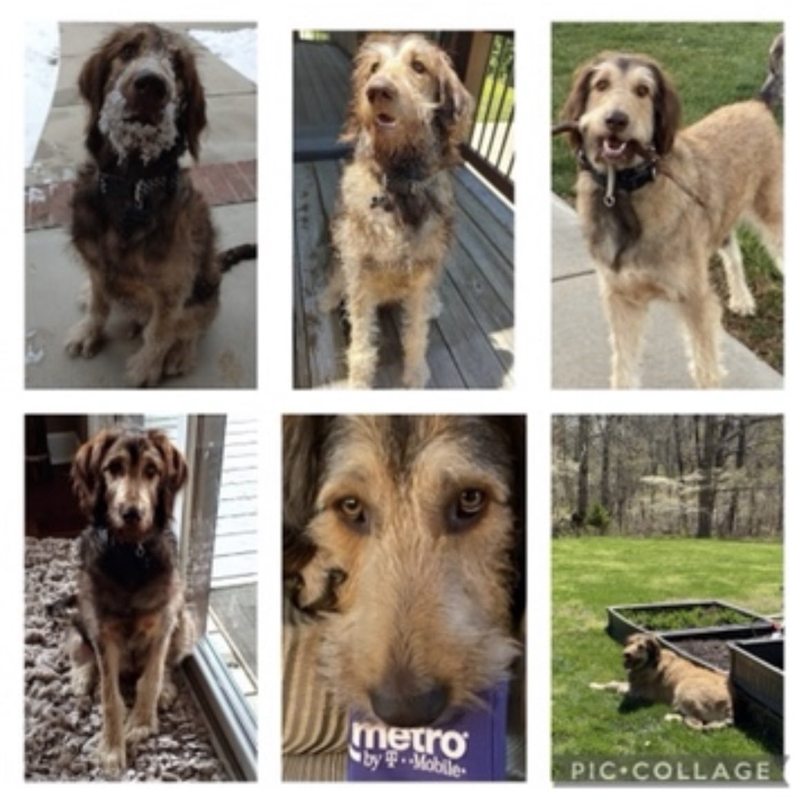 _sara_hannah's tweet photo. Happy Doggie Day, Maximus Barklee! #NationalPuppyDay #TMobilePets https://t.co/xoQ0OTf5z7