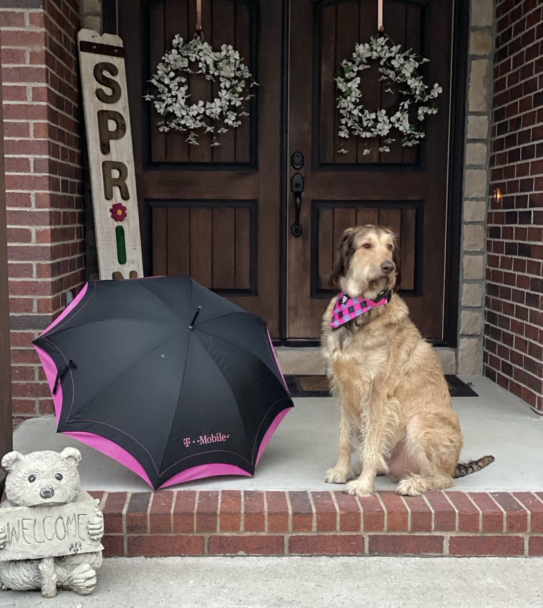 _sara_hannah's tweet photo. Happy Doggie Day, Maximus Barklee! #NationalPuppyDay #TMobilePets https://t.co/xoQ0OTf5z7