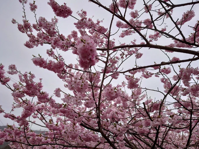 お花見きました!桜と菜の花と山々～ 
