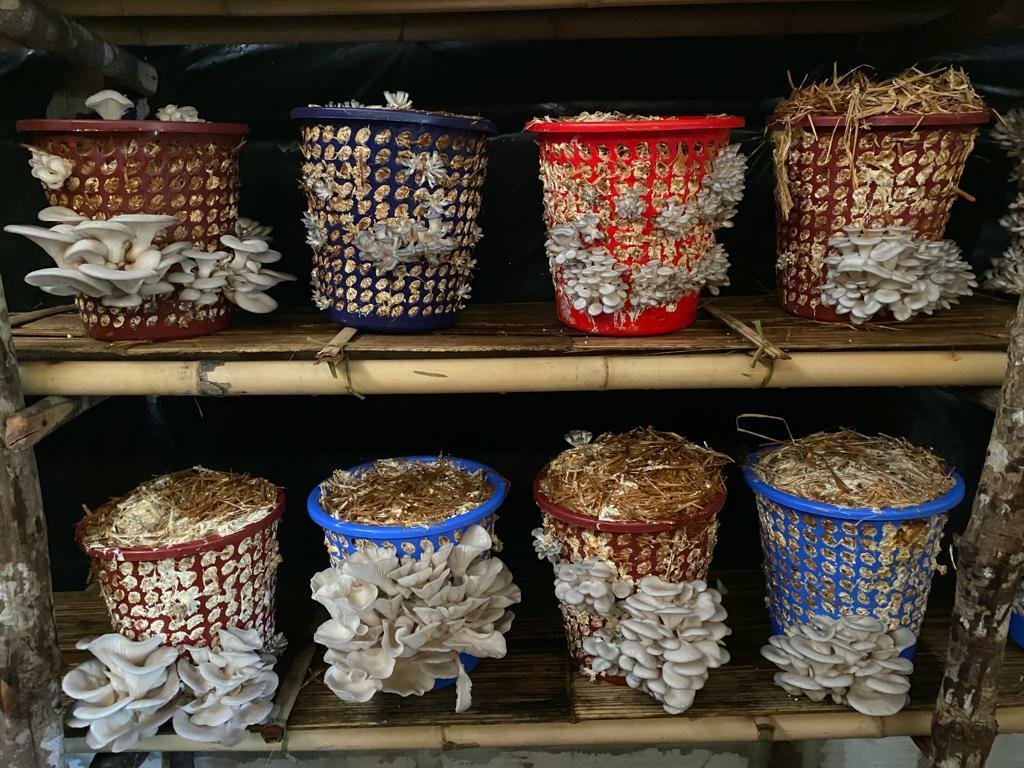 KvkTonk's tweet photo. Low cost oyster mushroom cultivation using reusable basket method https://t.co/zIZ5jjqciK