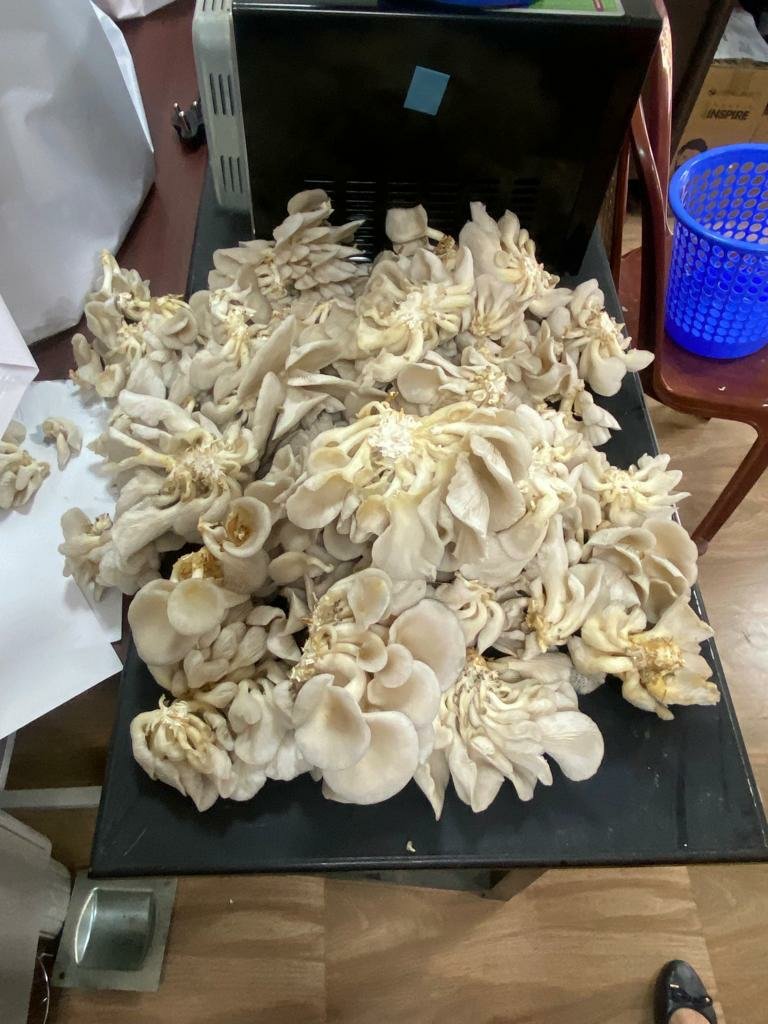 KvkTonk's tweet photo. Low cost oyster mushroom cultivation using reusable basket method https://t.co/zIZ5jjqciK