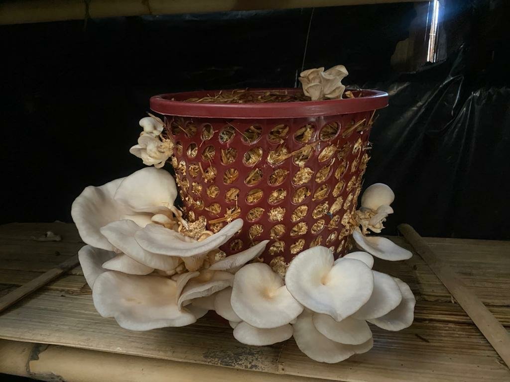 KvkTonk's tweet photo. Low cost oyster mushroom cultivation using reusable basket method https://t.co/zIZ5jjqciK