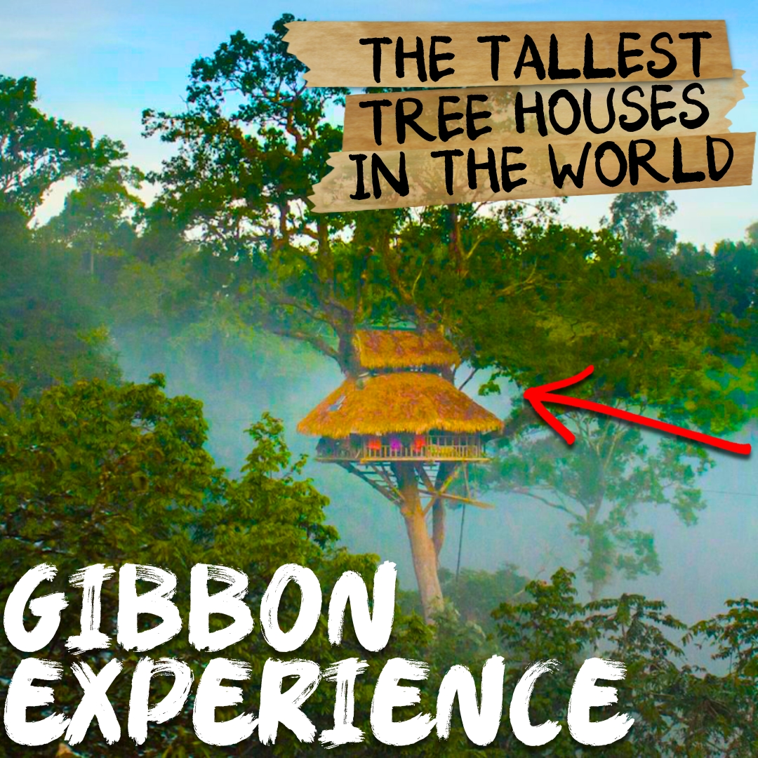 Trending this week on our channel! 📈
👉 youtu.be/TBSstbC2YBU
The amazing adventure ziplining among the tallest tree houses in the world (in #Laos 🇱🇦)