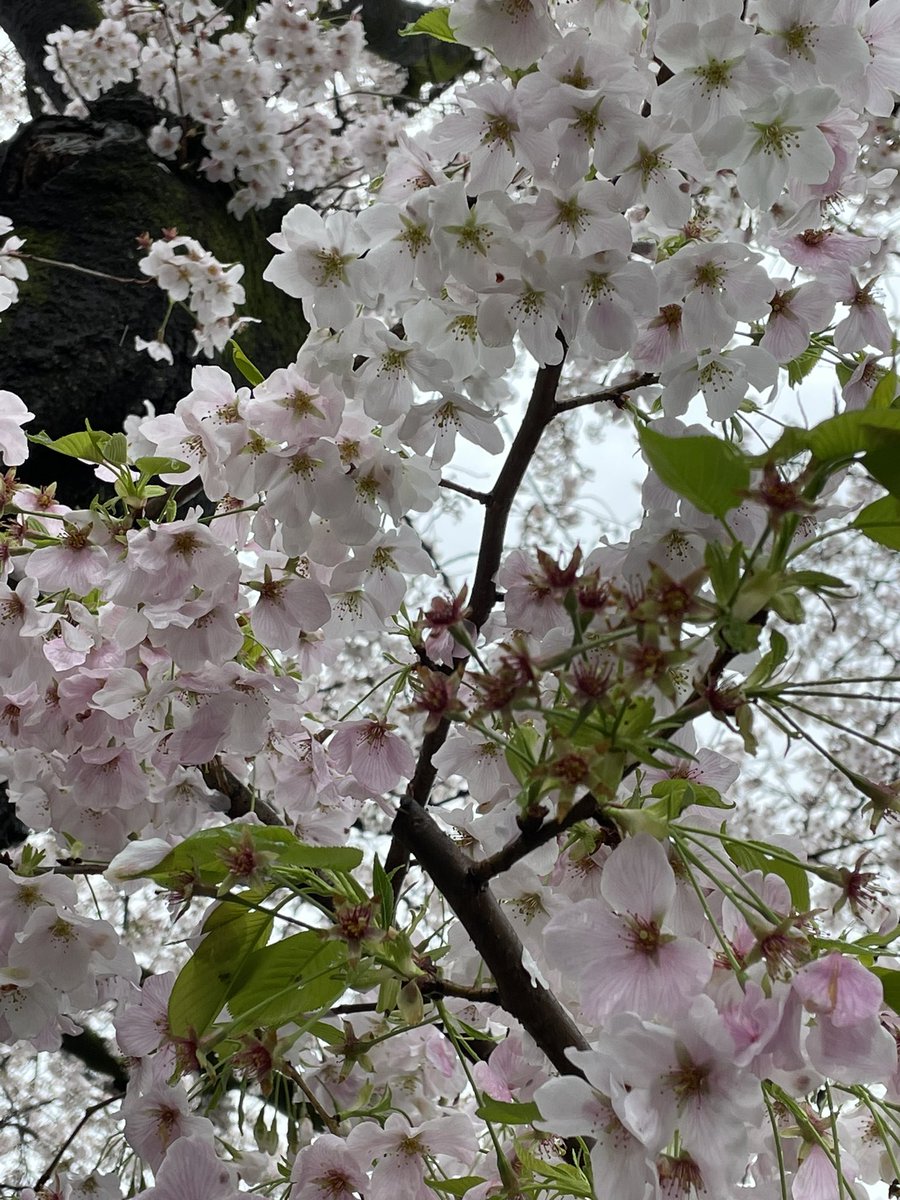 「木曜日からの雨で桜も少し散り始めてきました…。 」|糸島雅彦のイラスト