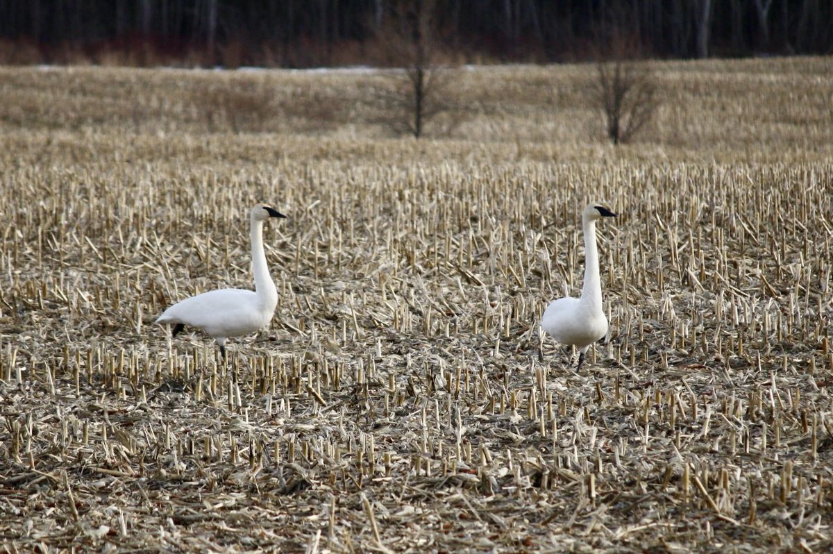 #Spring #Swans #SpringWithSwans #WasagaBeach #lovewhereyoulive #livewhereyoulove