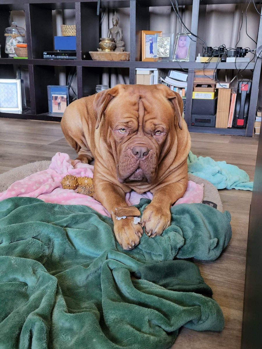 Graham Perrett tweet media