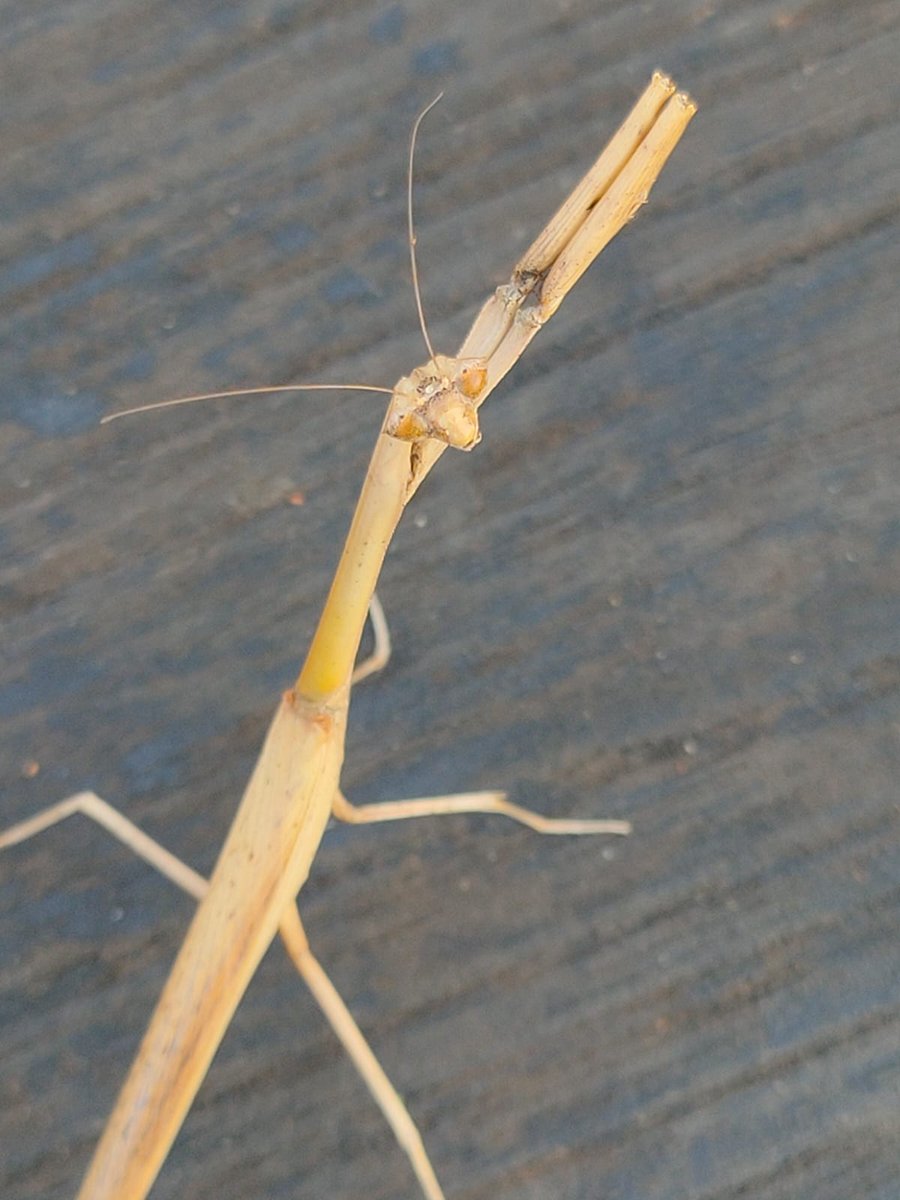 Have u seen a grass mantis?These amazing creatures blend perfectly into their surroundings making them a true master of camouflage. Take a moment to observe their front legs!🍃🦗🌿👀 Pic:Santhosh,Forest guard @magical_melghat