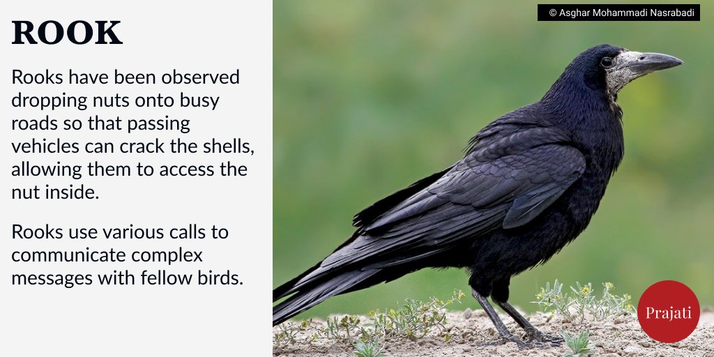 WePrajati's tweet image. Rooks, known for their highly social nature, come together in sizable groups known as "rookeries" where they breed and roost in unison. 

#rooks #crow #birds #BirdsOfTwitter #birdphotography  #animals #planetearth #education #nature #photography #animalfacts #wildlifeconservation