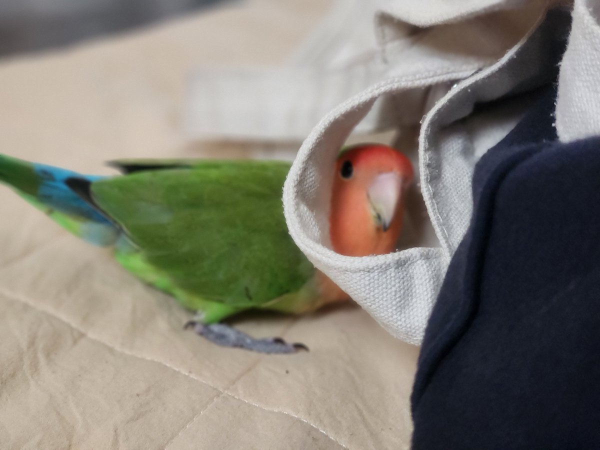 언니 뭐 사왔서?