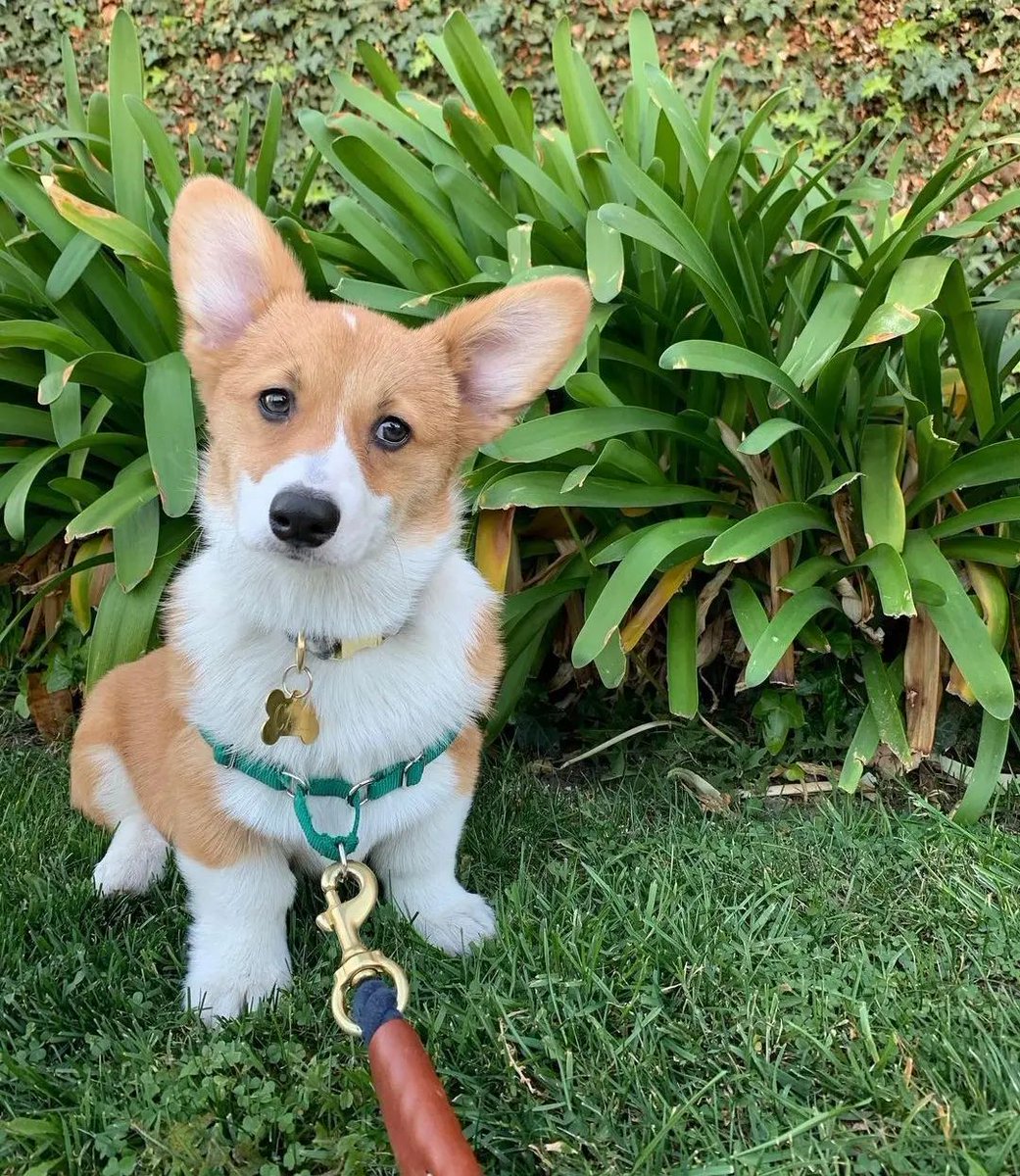 Say yes if you are a corgi lover 🥰💖
#corgi #corgilovers #corgidog
