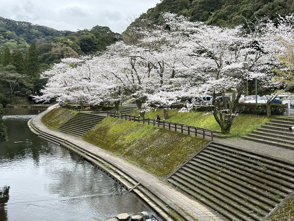 kei07's tweet photo. 吾平山陵の桜は今が見頃ですよ
#桜　#鹿屋市 https://t.co/kfx4dno6rM