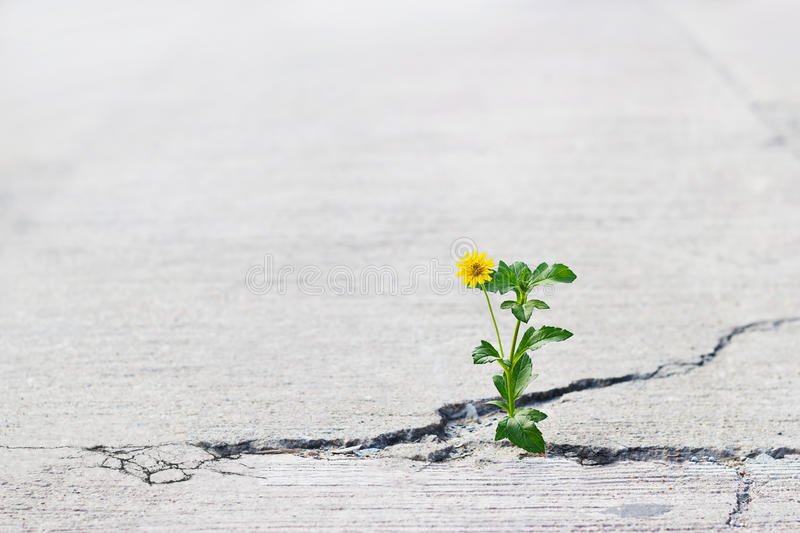 _________
_______ ▫️

Buenos días.
La vida siempre se abre camino buscando la luz.
#felizsabadoatodos #FelizSábado