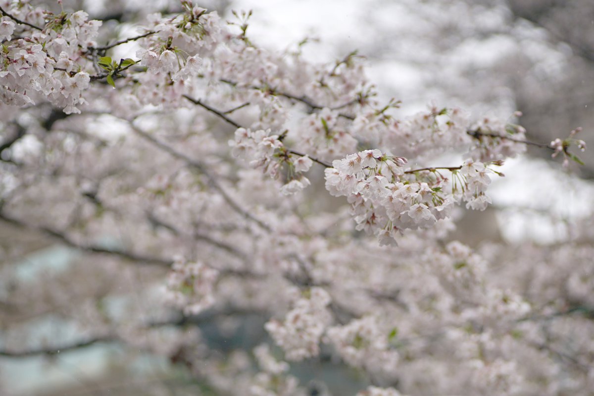 k_photo_tokyo's tweet photo. 75mmって初めて使ってみたのですが、結構楽しい
KIPON #IBERIT 75mm F2.4
#photography #写真好きな人と繋がりたい #ファインダー越しの私の世界 https://t.co/IbIFMNBvvf