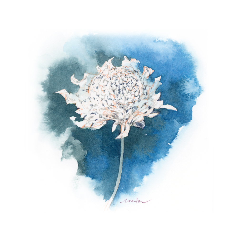 「scabiosa 」|蒼川わか ◇4/5~ ひととき、ひとさじ展のイラスト