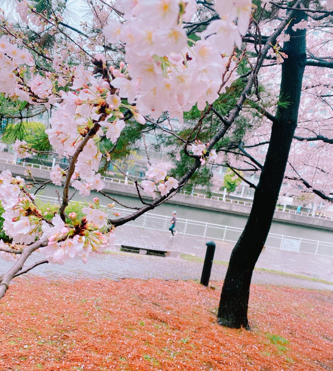 no humans cherry blossoms tree scenery outdoors flower spring (season)  illustration images