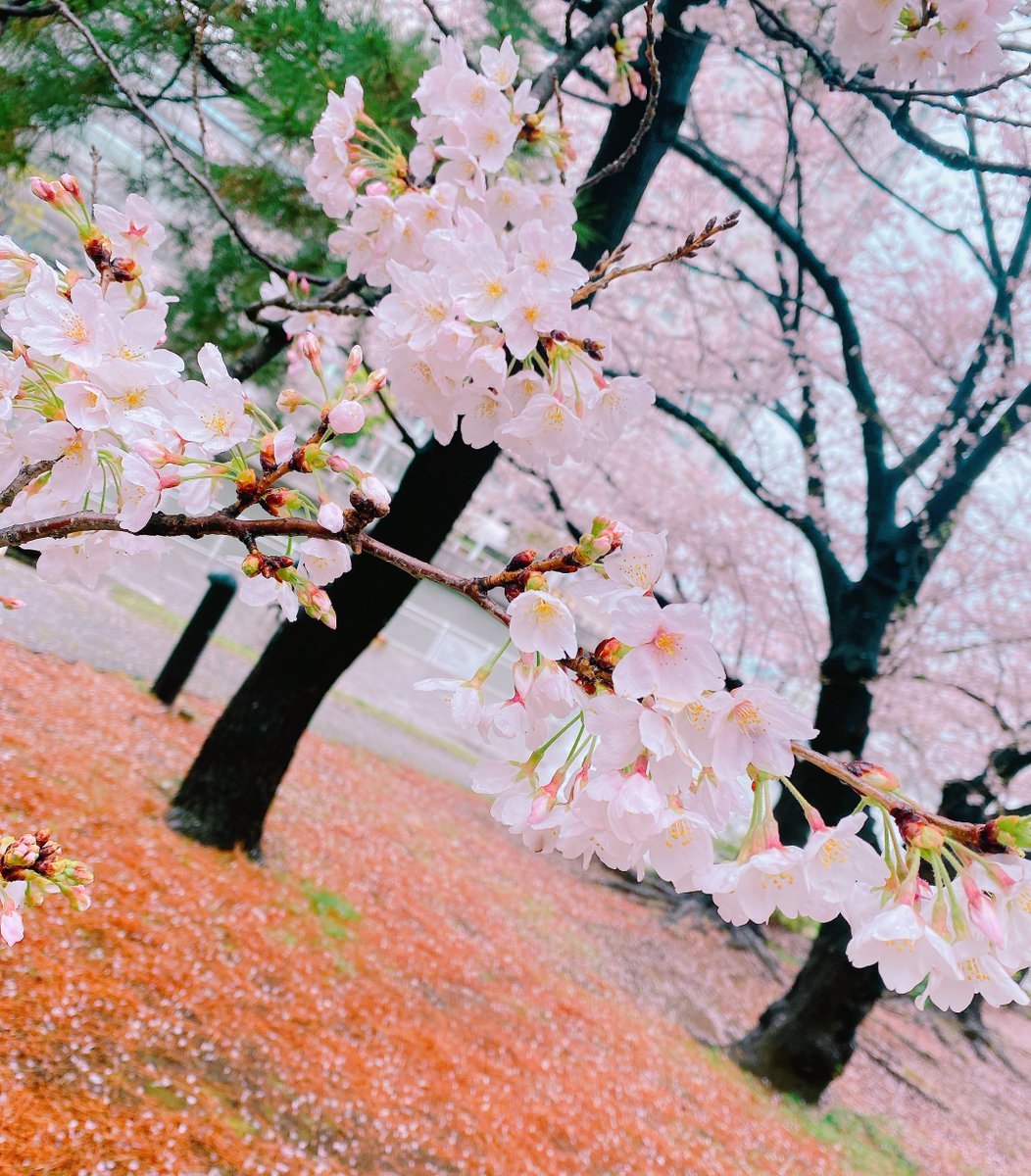 no humans cherry blossoms tree scenery outdoors flower spring (season)  illustration images