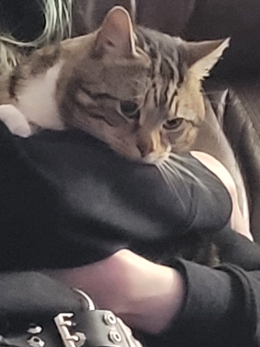 Sparky (big boye type) tweet media