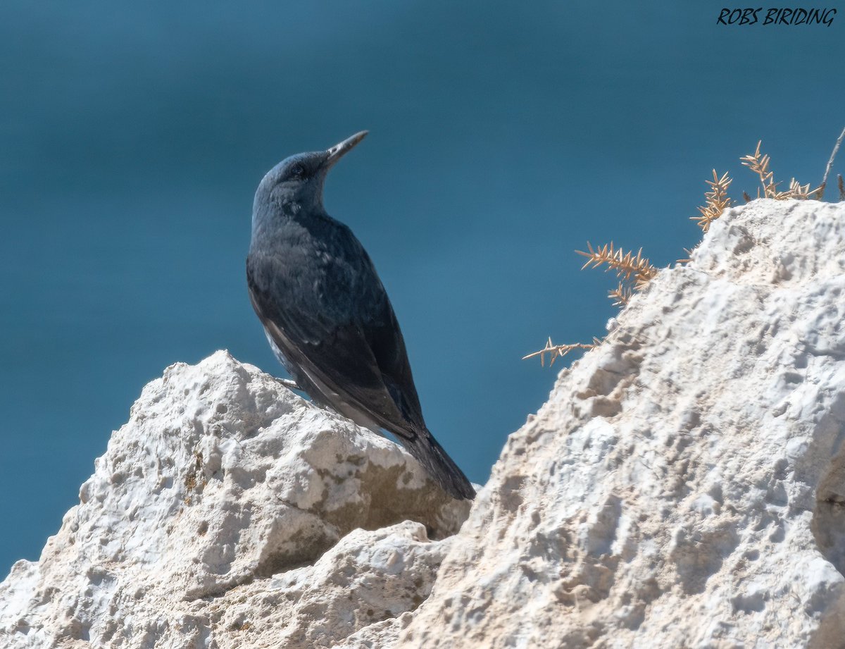 Blue rock thrush (Monticola solitarius) Gibraltar #Gibraltar #BirdsSeenIn2023 @gonhsgib @BirdingRasta @GibraltarBirds @_BTO @ThinkingGreenGI @Natures_Voice #TwitterNatureCommunity @WildlifeMag @GibReserve #Birdmigation @Britnatureguide