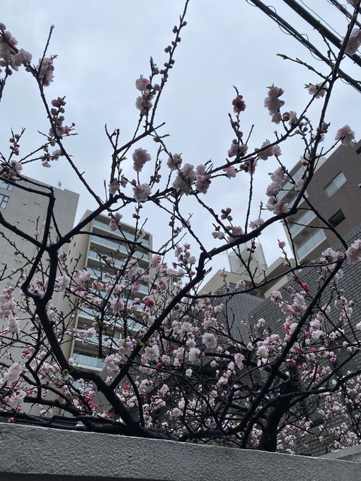 桜雨すてき#散歩 #東京 #寿 #鯉寺 #桜 #桜雨#tokyo #kotobuki #koidera #cherryb