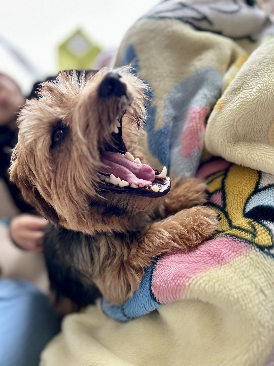 chubbydesu75's tweet photo. 今日は父ちゃんが仕事だったから、またGGの家行ってきたわん！
可愛い可愛い言われまくったわん🐾

みんなといると、本当によく笑うなと思います🐶

#犬のいる暮らし https://t.co/tIoF8Nr47C